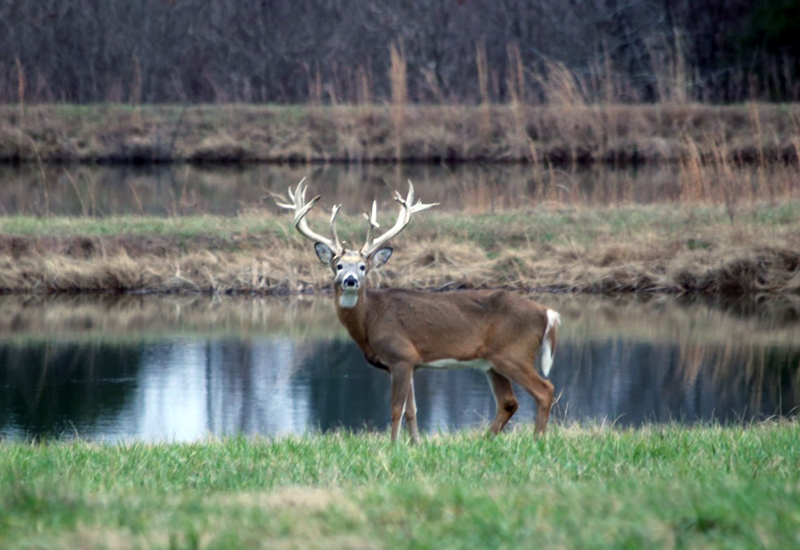 Majestic mature buck standing guard over farm pond