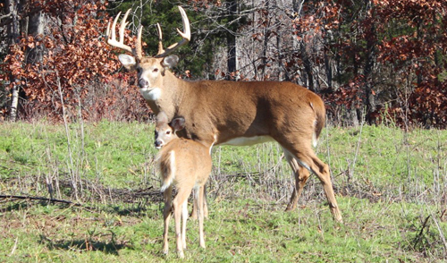 Big mature typical with doe